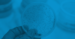 viewing Bacterial Endotoxins in a Petrie dish 
